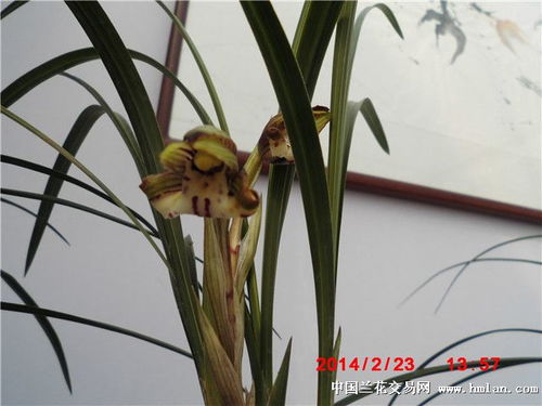 2014南京第十五屆春季蘭展 竹石蘭花，雅韻天成